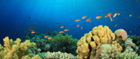 Tobago's reefs are abundant with marine life